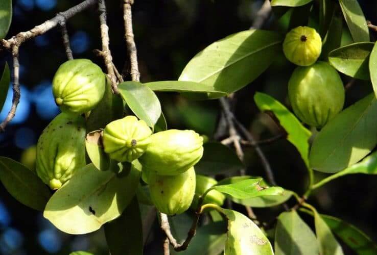 Trees and Shrubs that Produce Edible Fruit