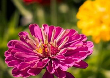 Zinnias: How to Plant, Grow, and Care for Zinnia Flowers