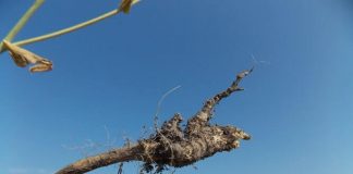 all Think You Should Know About Disease ClubRoot