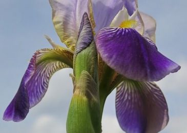 bearded iris