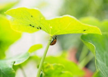 Quick Guide For Best natural Pest Controls