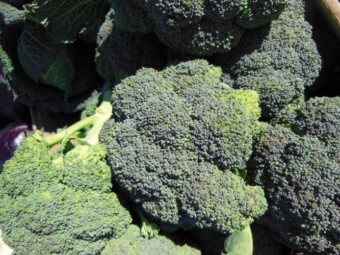 How To Grow Broccoli In Your Home Garden