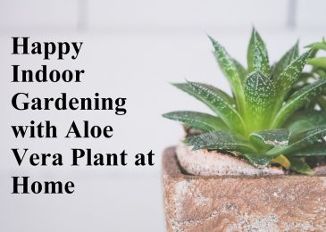 Indoor Gardening with Aloe Vera Plant