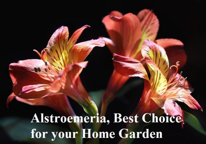 Alstroemeria, Best Choice for your Home Garden