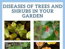 Diseases of Trees and Shrubs in your Garden
