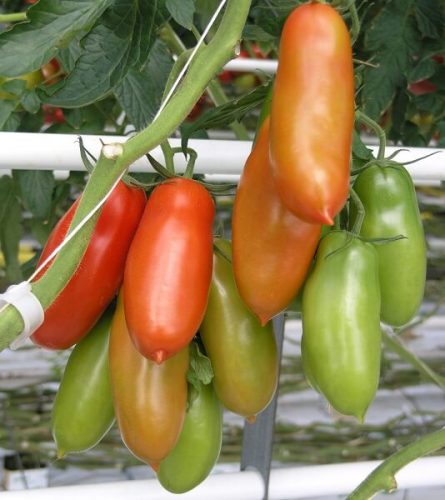 How To Grow San Marzano Tomatoes