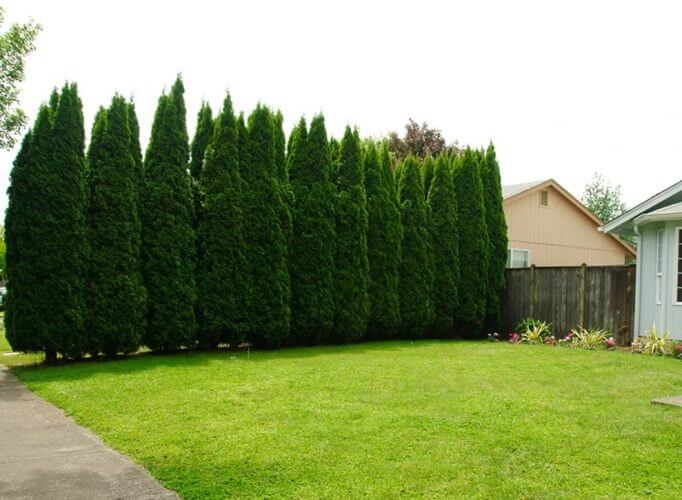 Why you will need to Plant Trees on Your Lawn?
