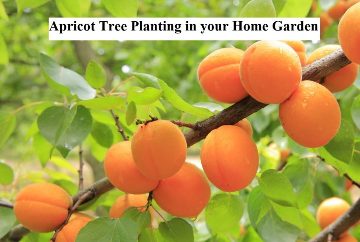 Apricot Tree Planting In Your Home Garden