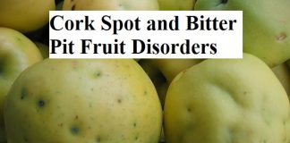 Cork Spot and Bitter Pit Fruit Disorders 
