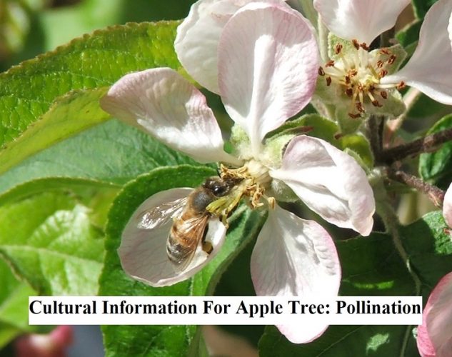 Cultural Information For Apple Tree Pollination Gardens Nursery