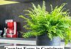 Growing Ferns in Containers - Bring the Woodlands to Your Container Garden