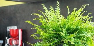 Growing Ferns in Containers - Bring the Woodlands to Your Container Garden