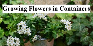 Growing Flowers in Containers