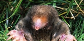 How to Get Rid of Ground Moles
