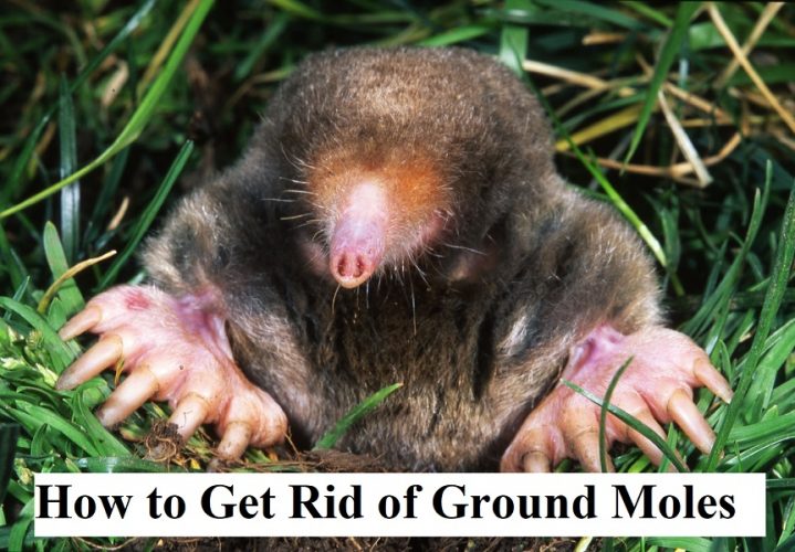 How to Get Rid of Ground Moles
