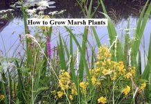 How to Grow Marsh Plants