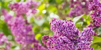All About Lilacs in your Home Garden