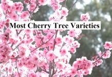 Most Cherry Tree Varieties