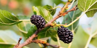Mulberry Tree Planting at your Home Garden