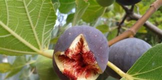 Planting a Fig Tree in your Home Garden