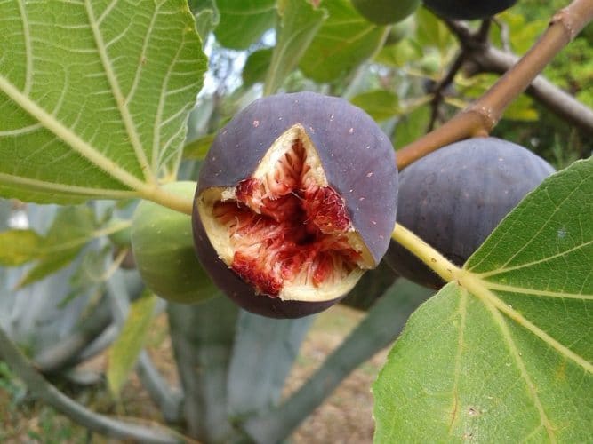 Planting A Fig Tree In Your Home Garden