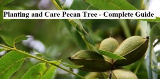 Planting and Care Pecan Tree - Complete Guide