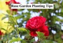 Rose Garden Planting Tips