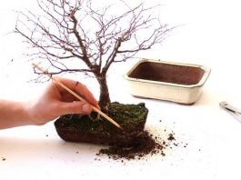 Why Bonsai Soil Is Different