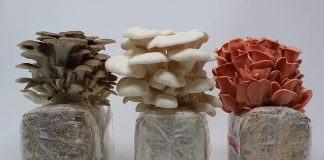 All in One Indoor Mushroom Growing Kit - Exotic Mushroom