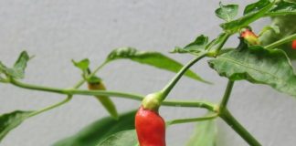 First Home Grown Cayenne Pepper