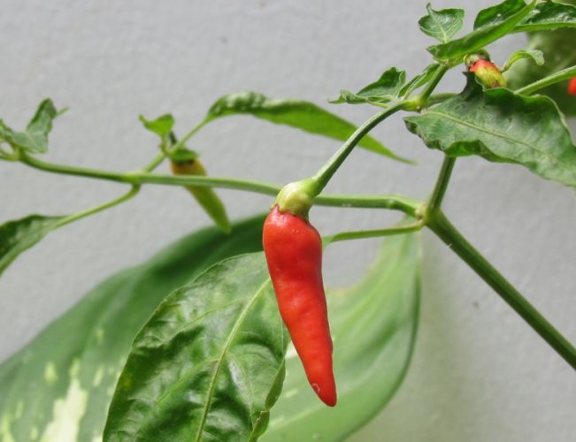 First Home Grown Cayenne Pepper