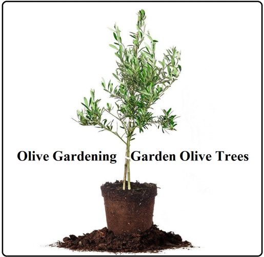 Olive Gardening - Garden Olive Trees