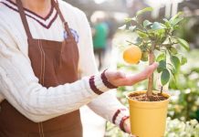 How to Buy Healthy Plants
