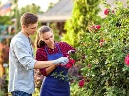 How to Grow Healthy Roses