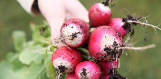 How to Grow Radishes - Gardening Tips