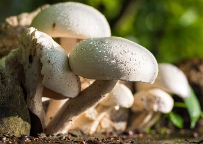 How to Grow White Mushrooms in your Home