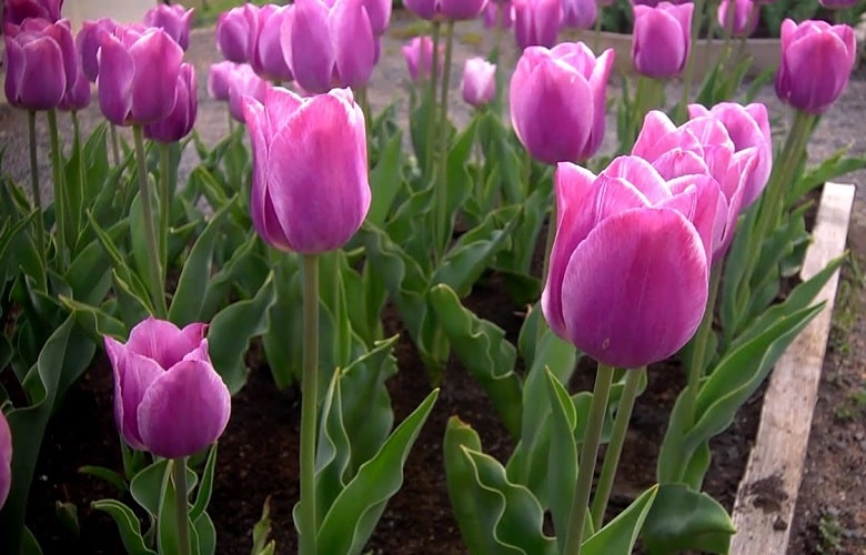 Useful Tips for Growing Real Tulips