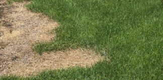 Lawn Care Tips: What is Fertilizer Burn?