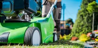 Most 12 Common Lawn Diseases