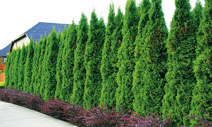 Top 07 Benefits to Planting Evergreen Trees in BackYard