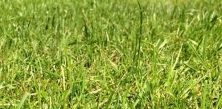 "Ryegrass" Pros and Cons of Overseeding Lawns