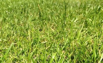 &Quot;Ryegrass&Quot; Pros And Cons Of Overseeding Lawns