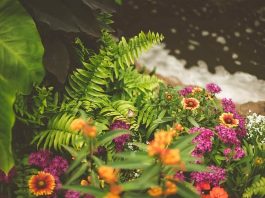 Horticulture And Ornamental Plants