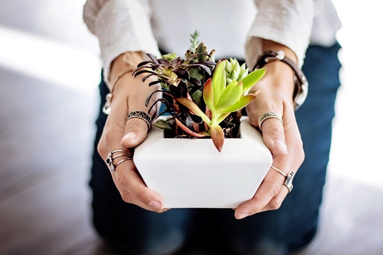 How to Care Succulents Indoors
