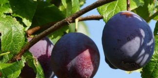 Grow your Own Juicy Plums