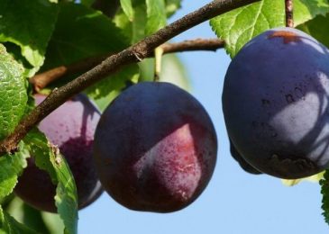 Grow Your Own Juicy Plums