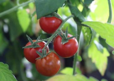 Plant the Tastiest Homegrown Tomatoes