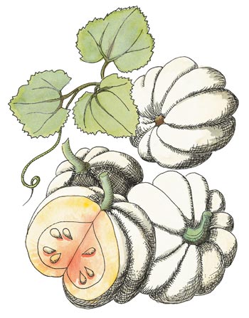 Pumpkin ‘Baby Boo' Cucurbita pepo