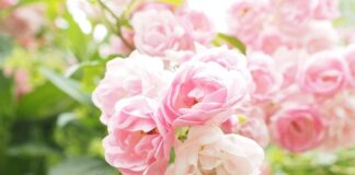 Roses and Rosebush in Your Garden