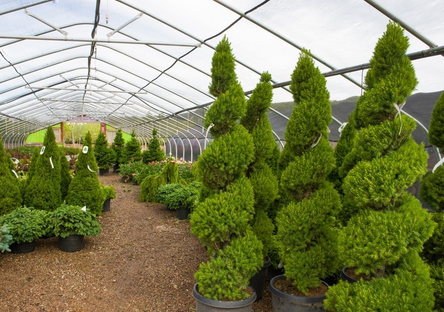 State Certified Landscape Nursery Trees